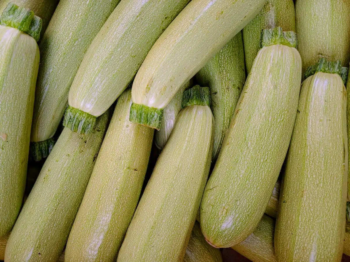 courgette jaune