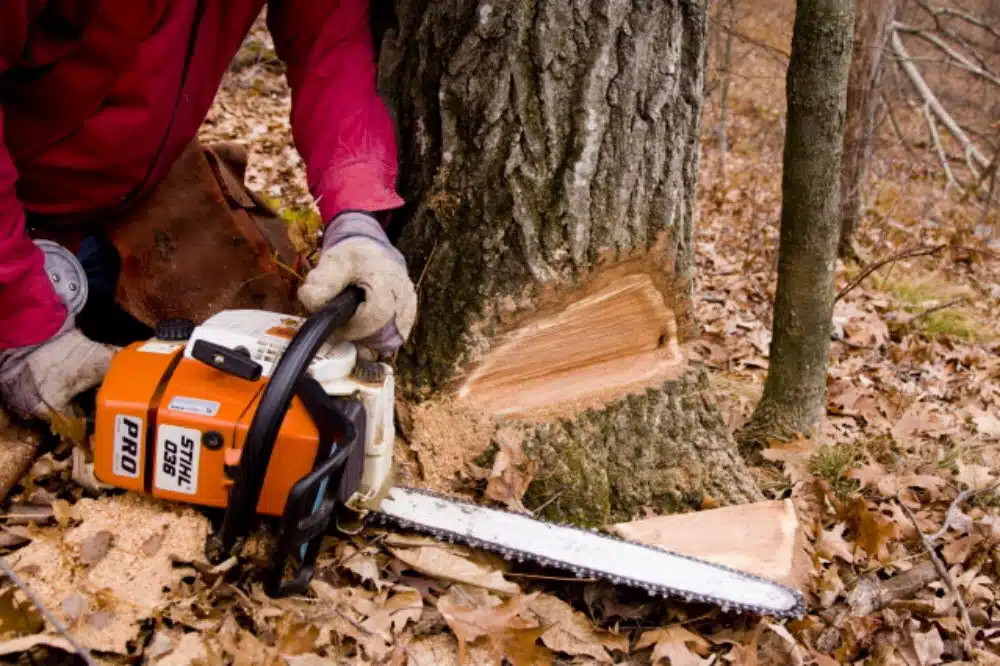 Que faut-il prévoir avant d’abattre un arbre ?